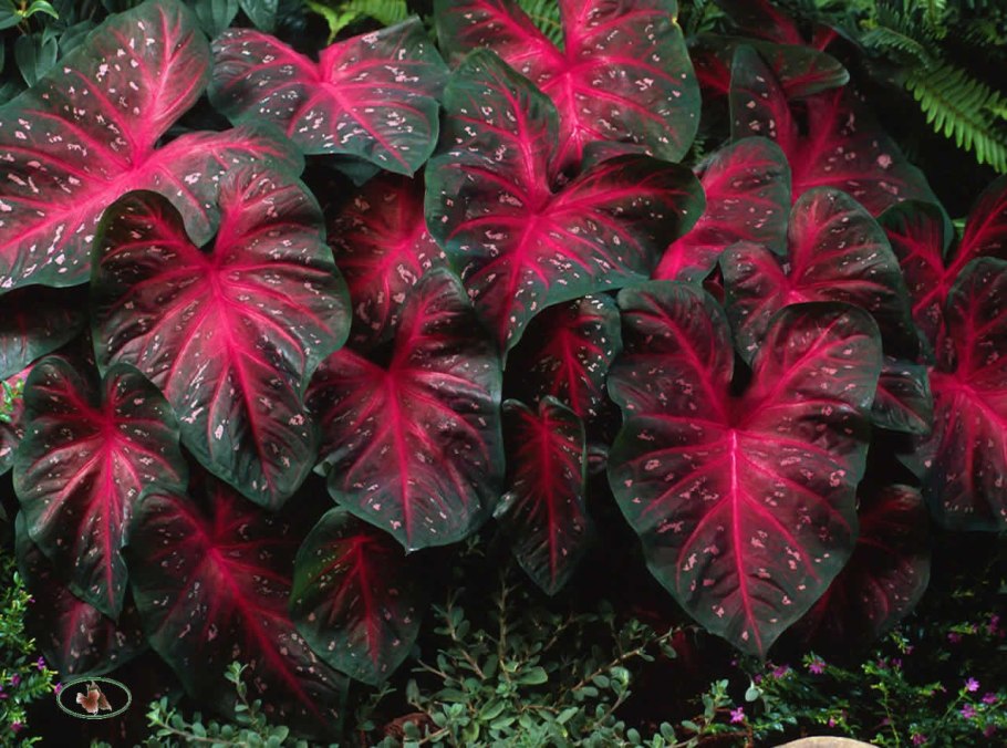 Caladium Palm