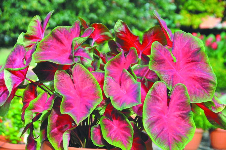 Растение каладиум