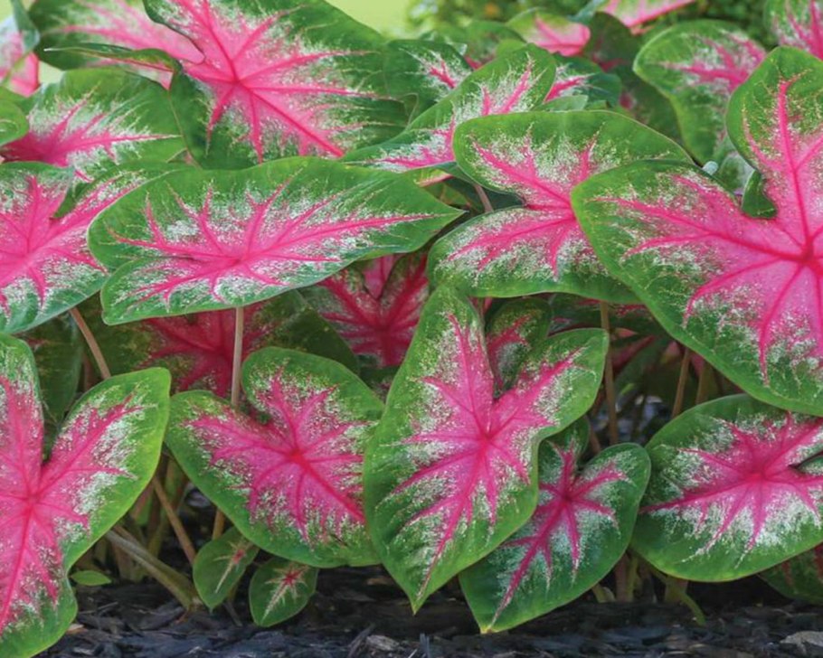 Каладиум Шомбурга