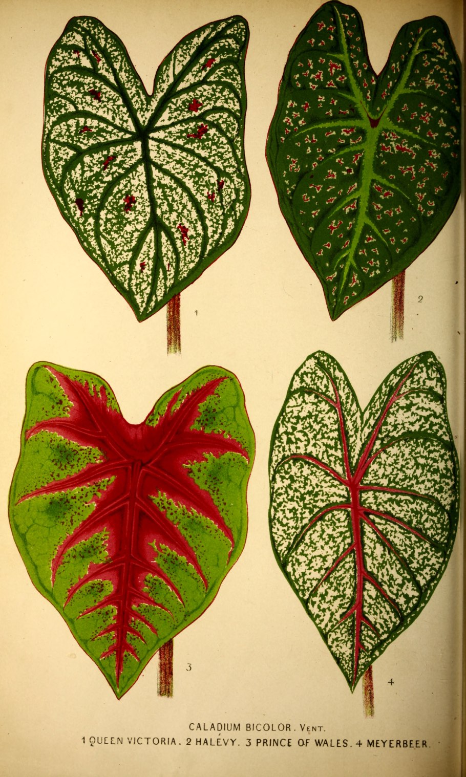 Каладиум Corazon