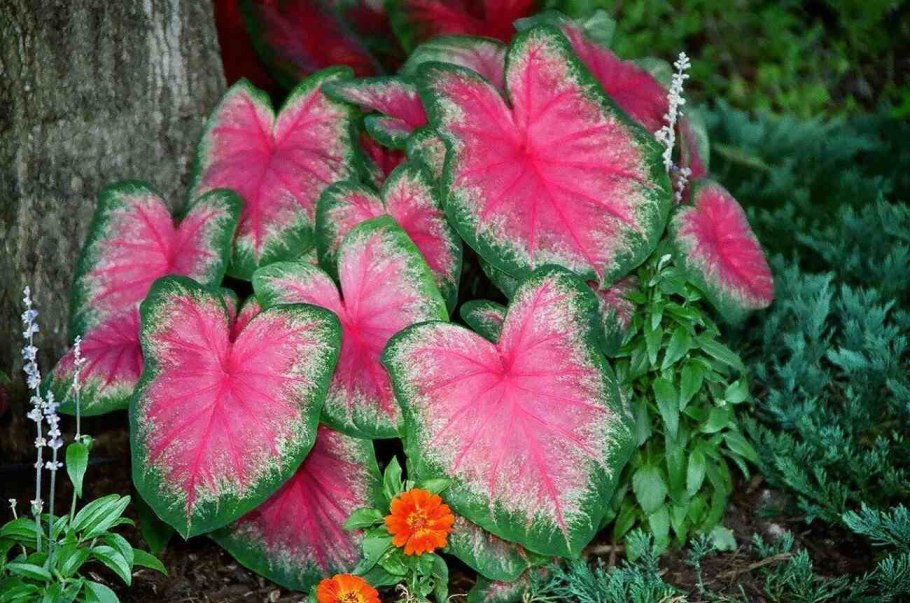 Каладиум Гумбольдта