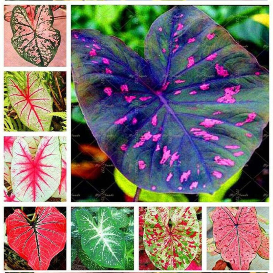 Каладиум двухцветный