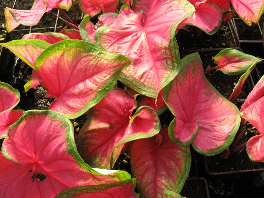 Каладиум Brandywine