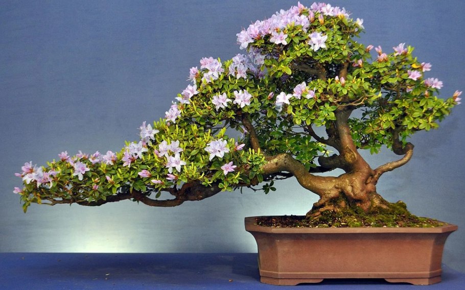 Цветущий бонсай
