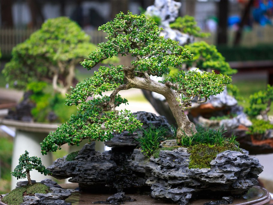 Бонсай Тюхин