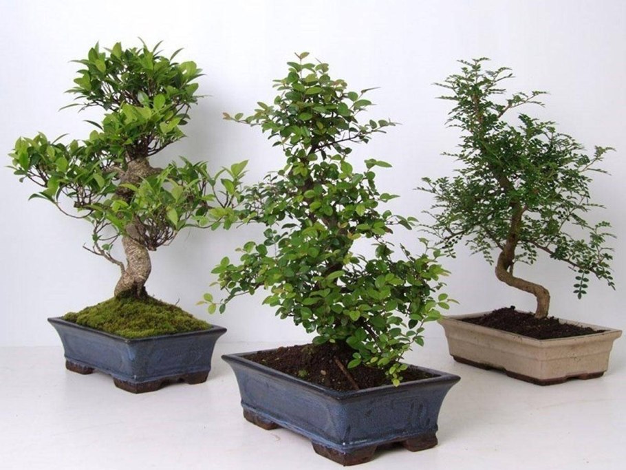 Бонсай куст