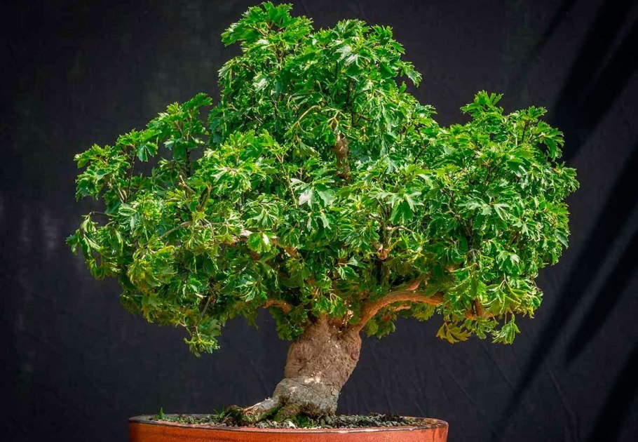 Полисциас бонсай