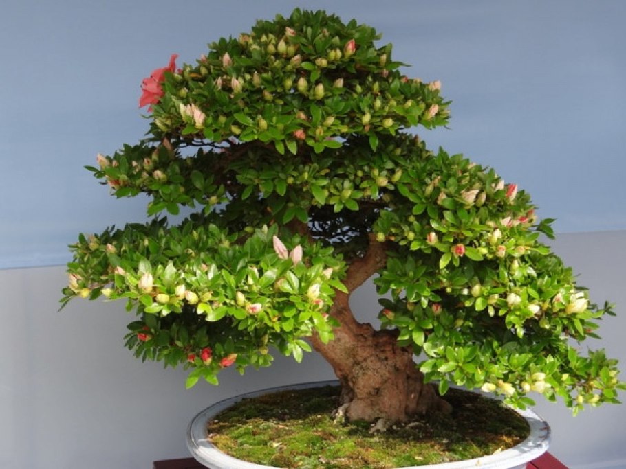 Альбиния бонсай