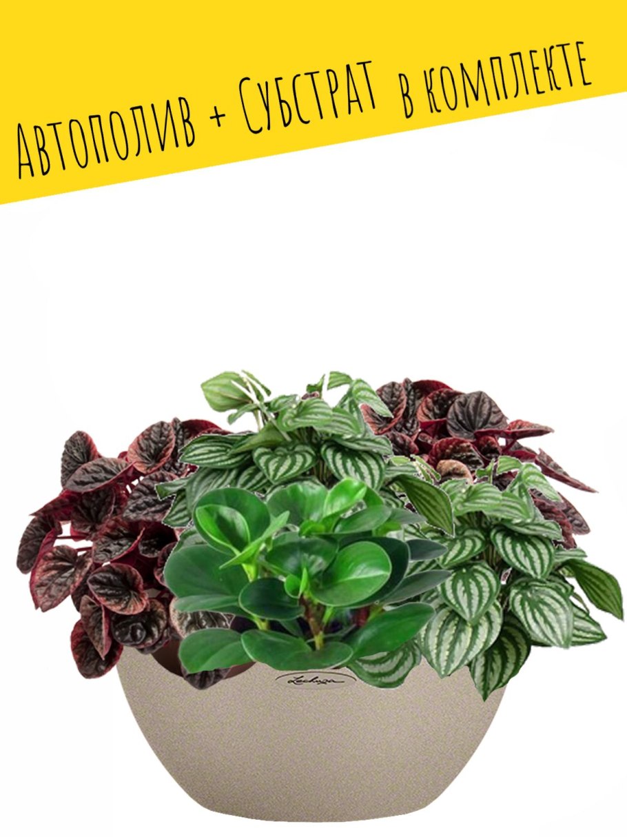 Лечуза puro 50