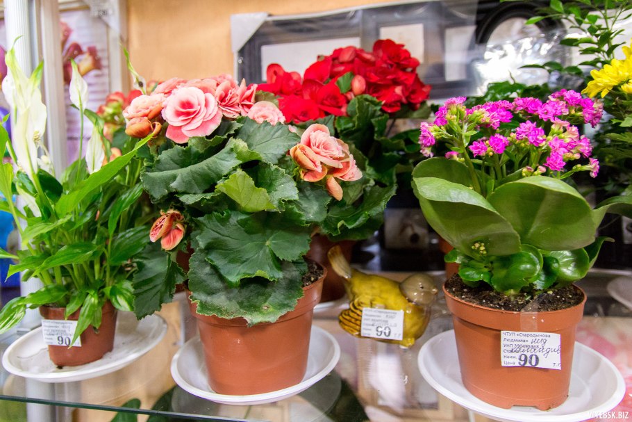 Поступление горшечных цветов