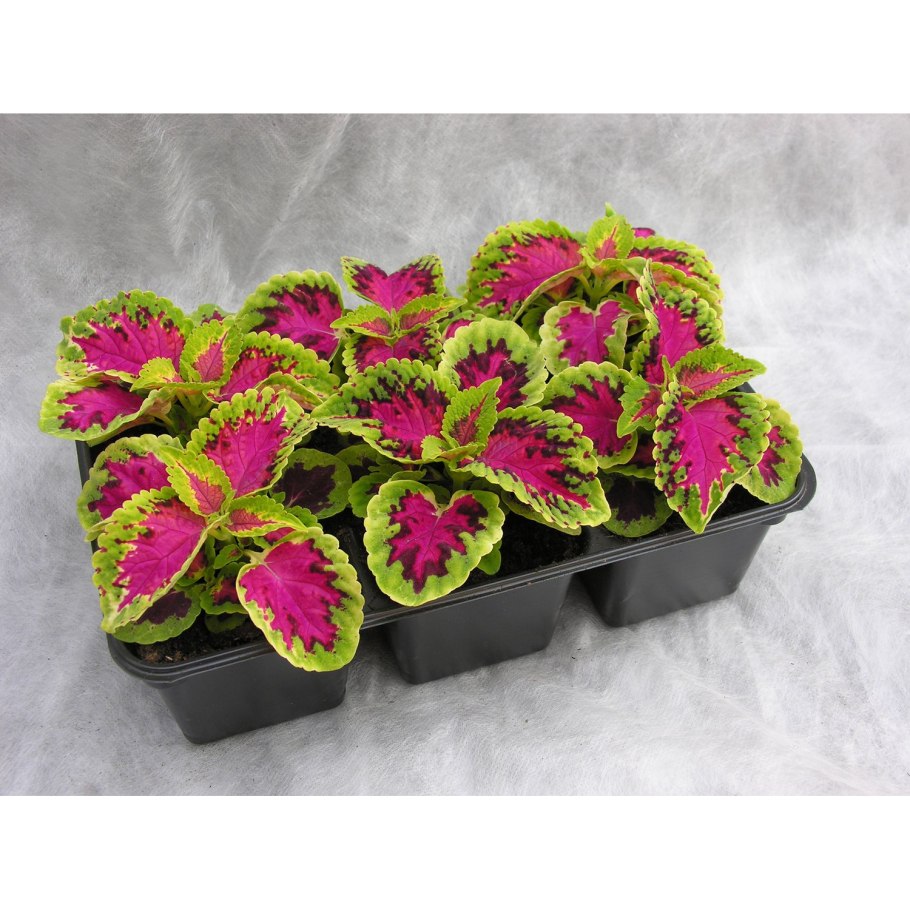 Замиокулькас замиелистный