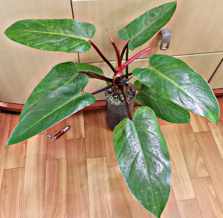 Продажа комнатных растений