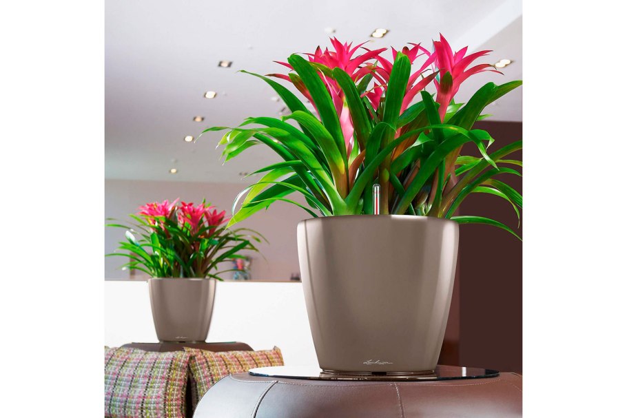 Аспарагус паспорт растения для детского сада