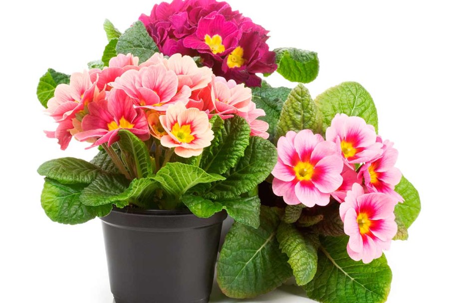 Цветок гузмания Хоуп