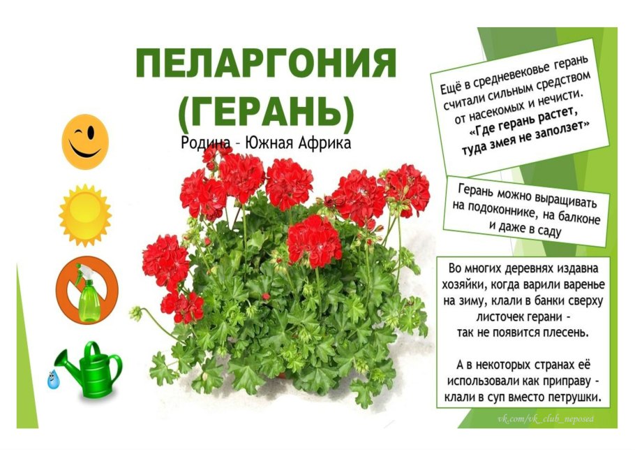 Паспорт комнатных растений пеларгония