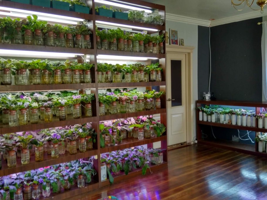 Стеллаж для коллекционных фиалок