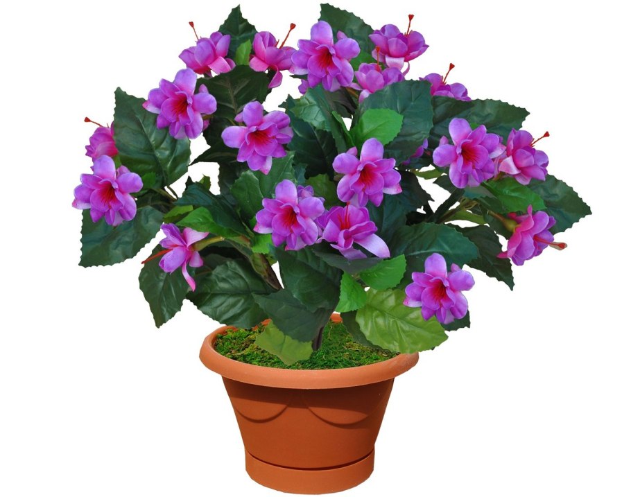 Коллекция фиалок