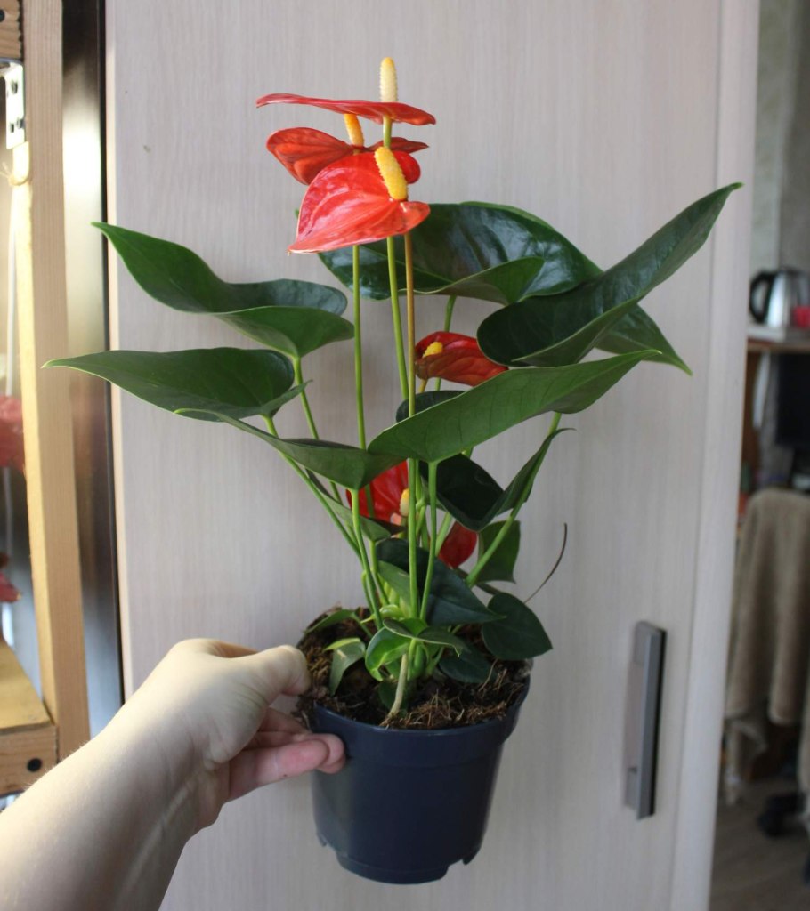 Комнатные растения Волгоград