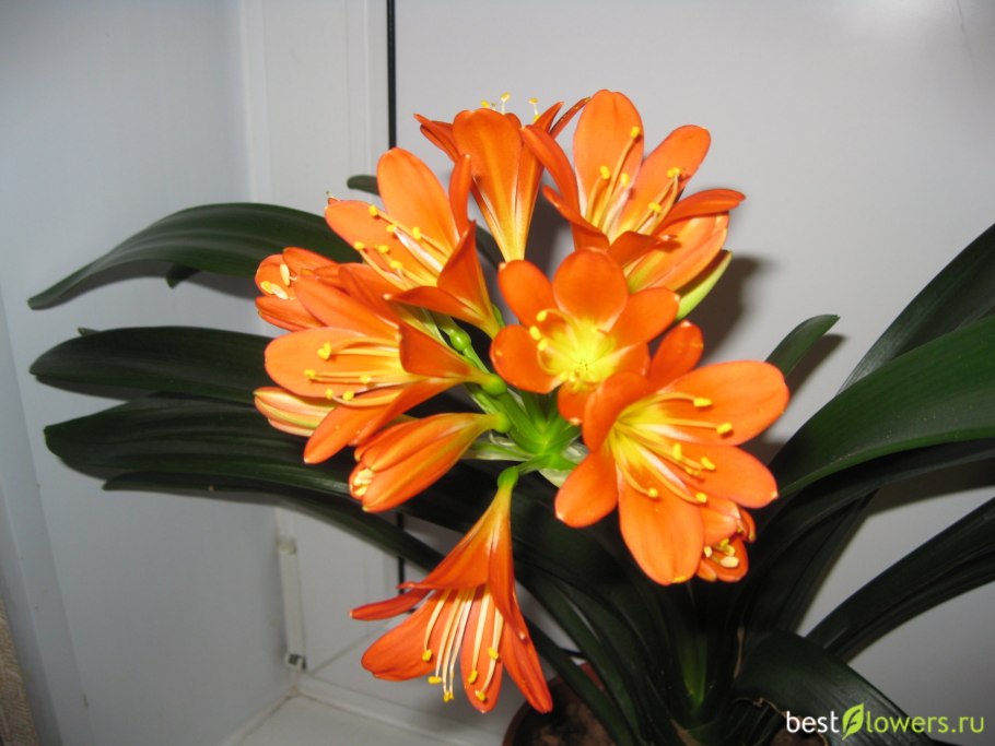 Цветы в горшках на балконе