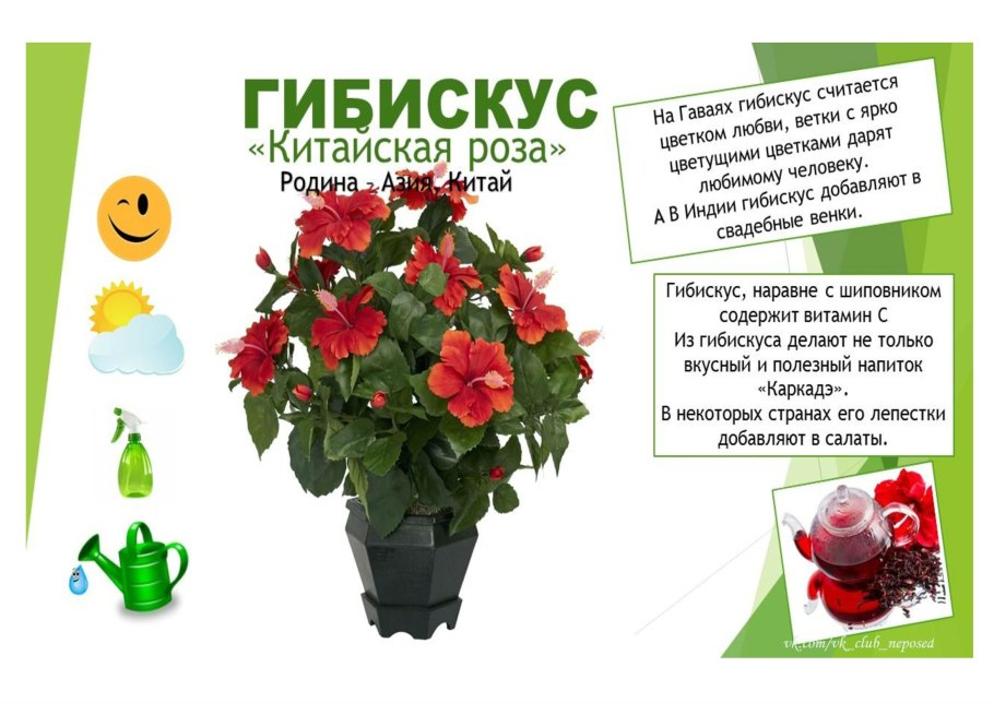 Цветок бромелия Тилландсия