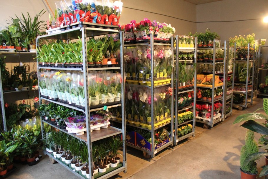 Хлорофитум спатифиллум