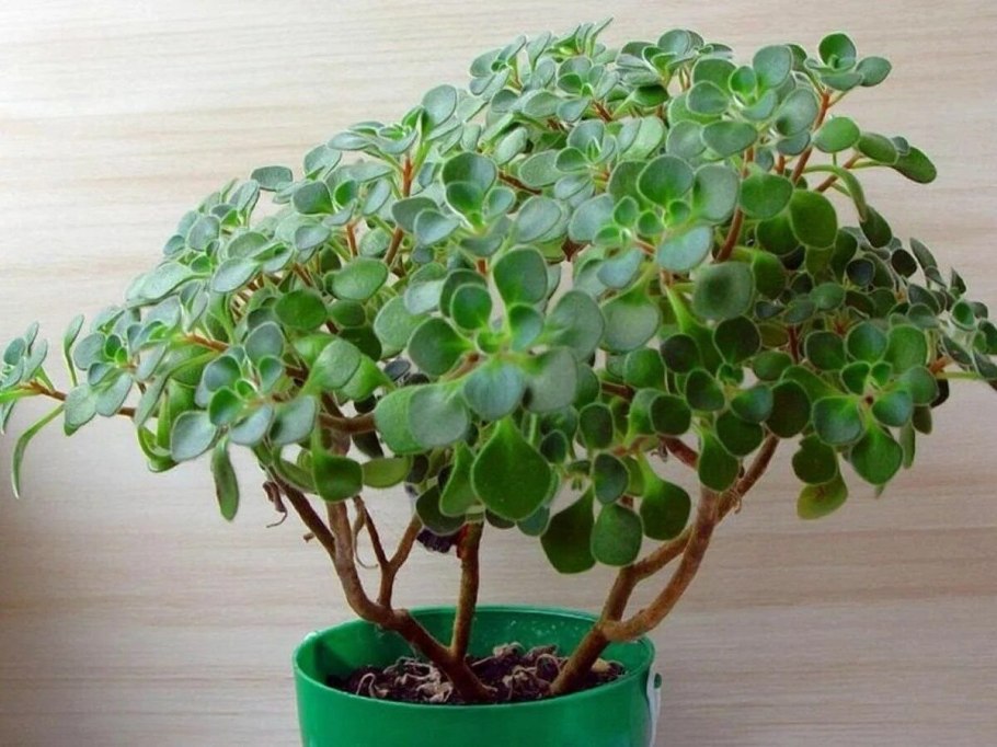 Антуриум Андрианум Вайт чемпион