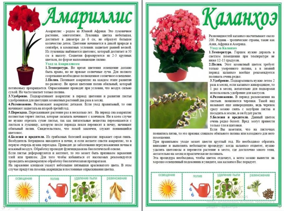 Хона гуллари