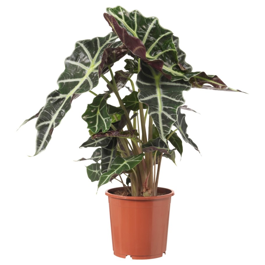 Маргаритка горшечная