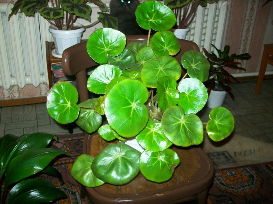 Продам цветы комнатные