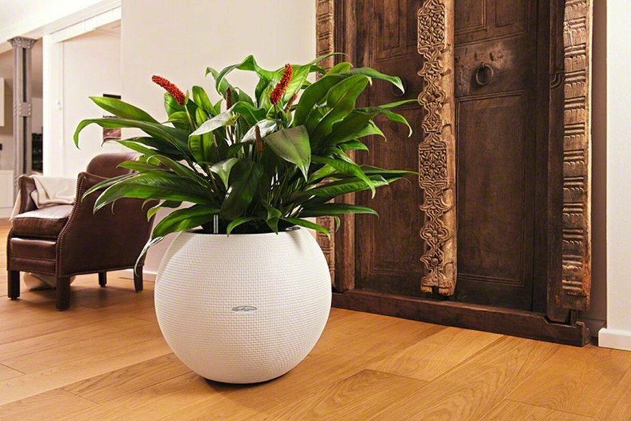 БОКССАНД фитомодуль