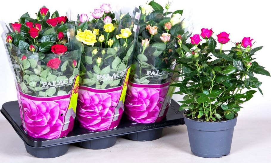 Паспорт комнатных растений амариллис