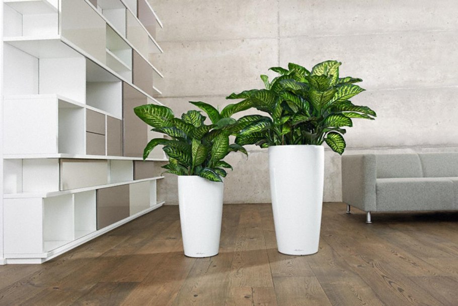 Кливия пример цветения