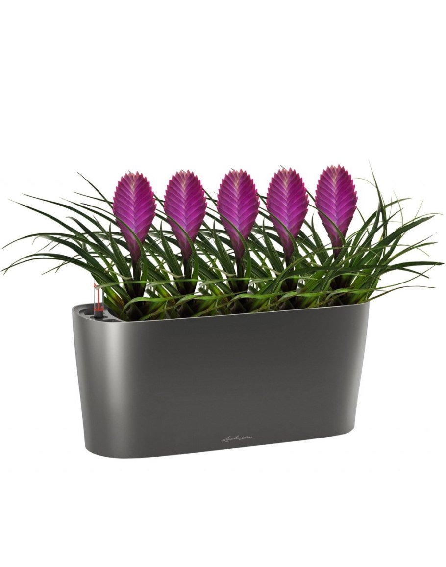 Осока в белом горшке