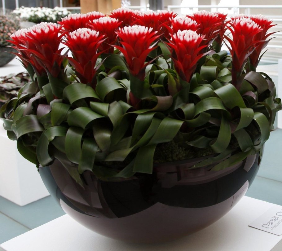 Драцена в кашпо Лечуза