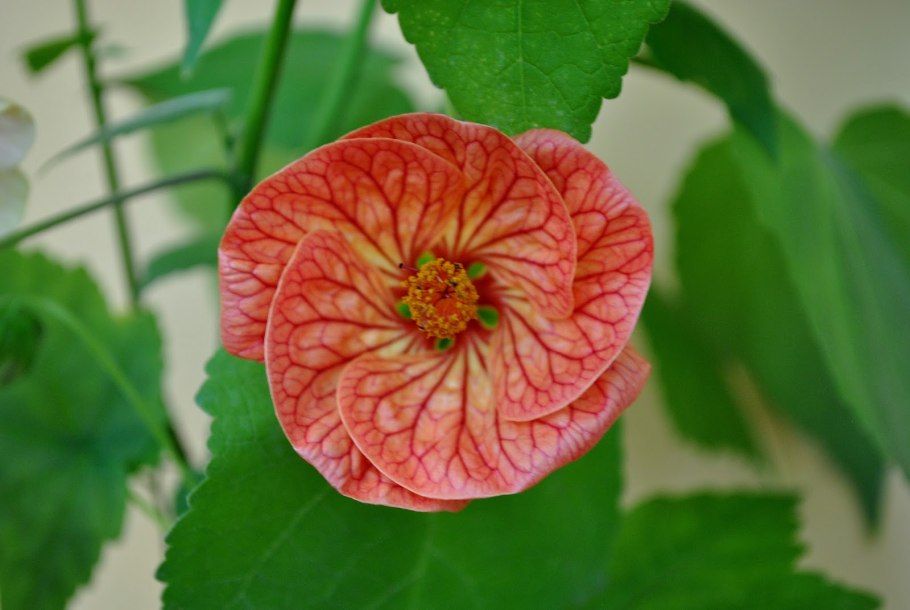 Абутилон Kirsche Orange