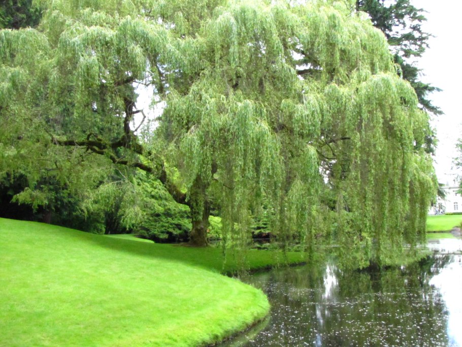Ива белая (Salix Alba)