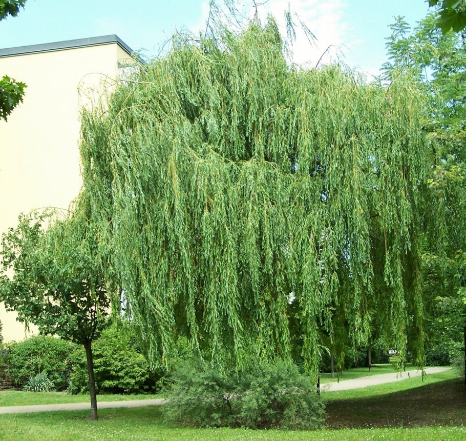 Ива белая Тристис Salix Alba `tristis`