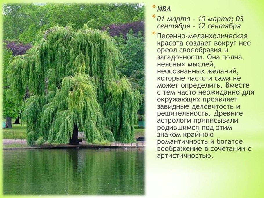 Ива плакучая карликовая