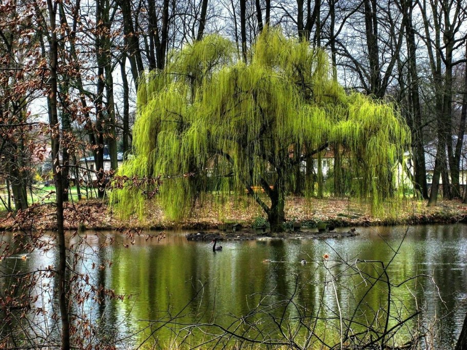 Ива Вавилонская (Salix babylonica)