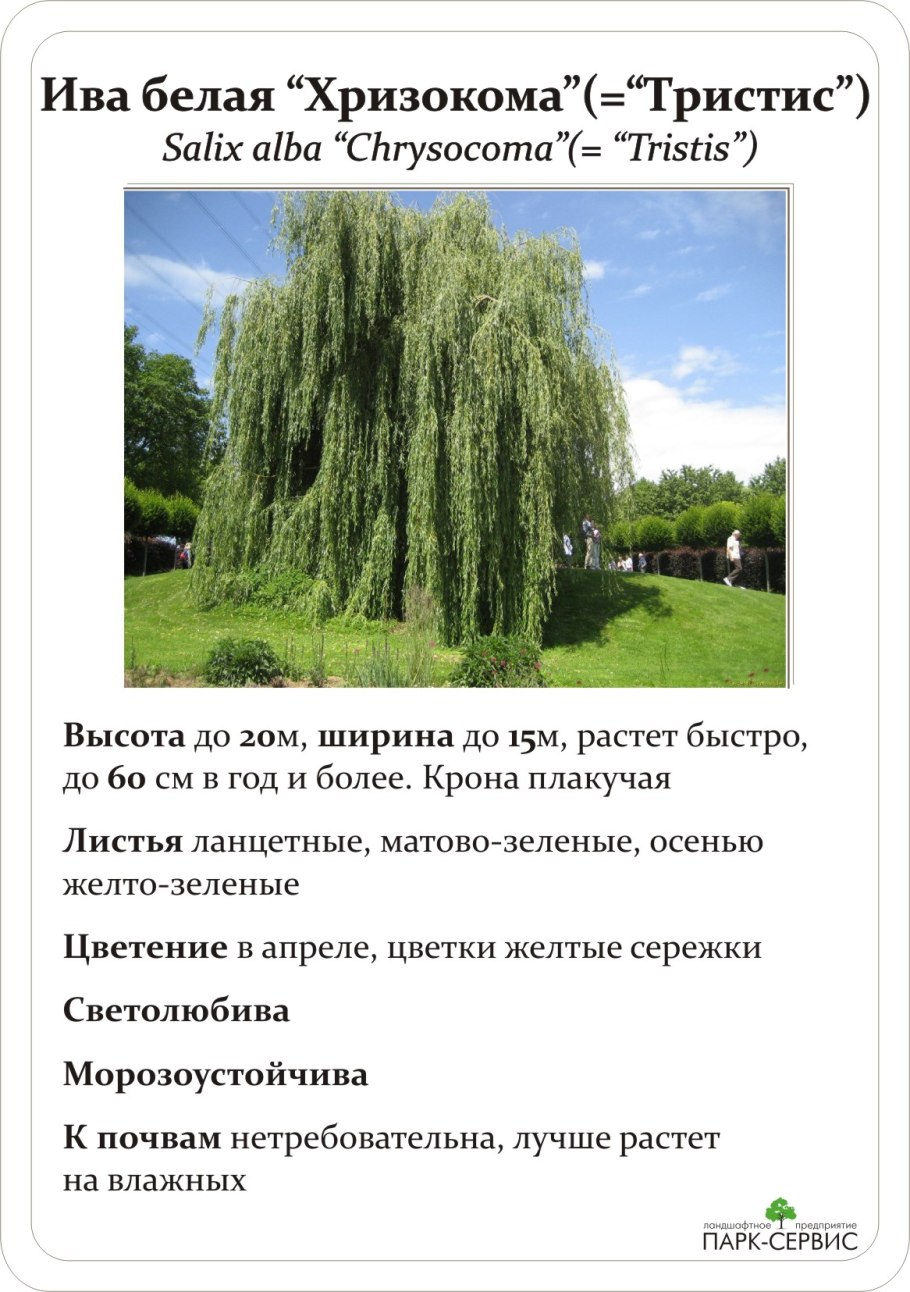 Ива дерево описание