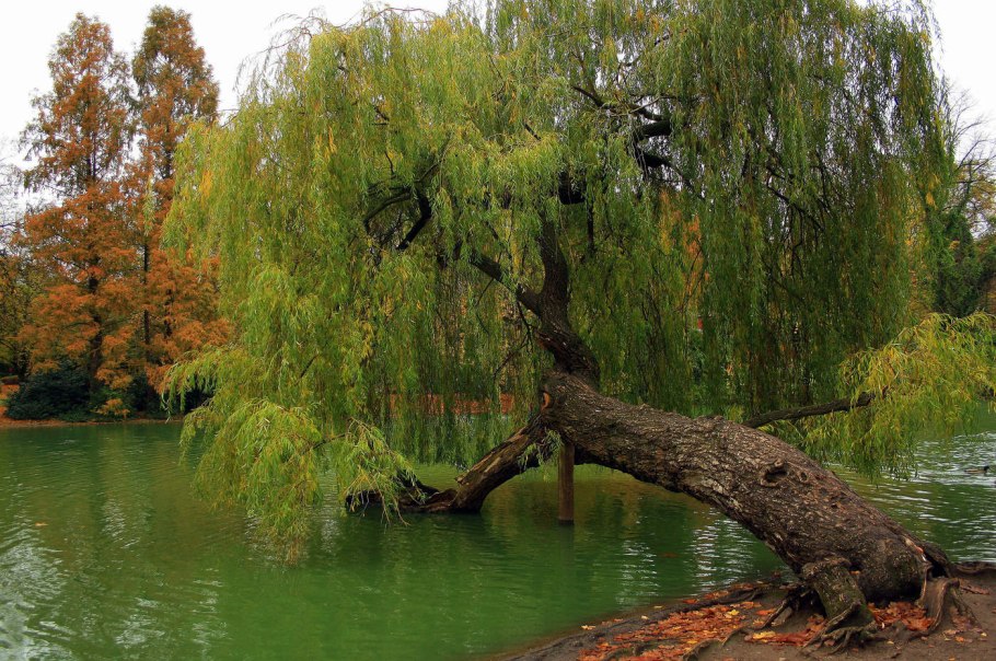 Ива белая (Salix Alba) 'tristis'