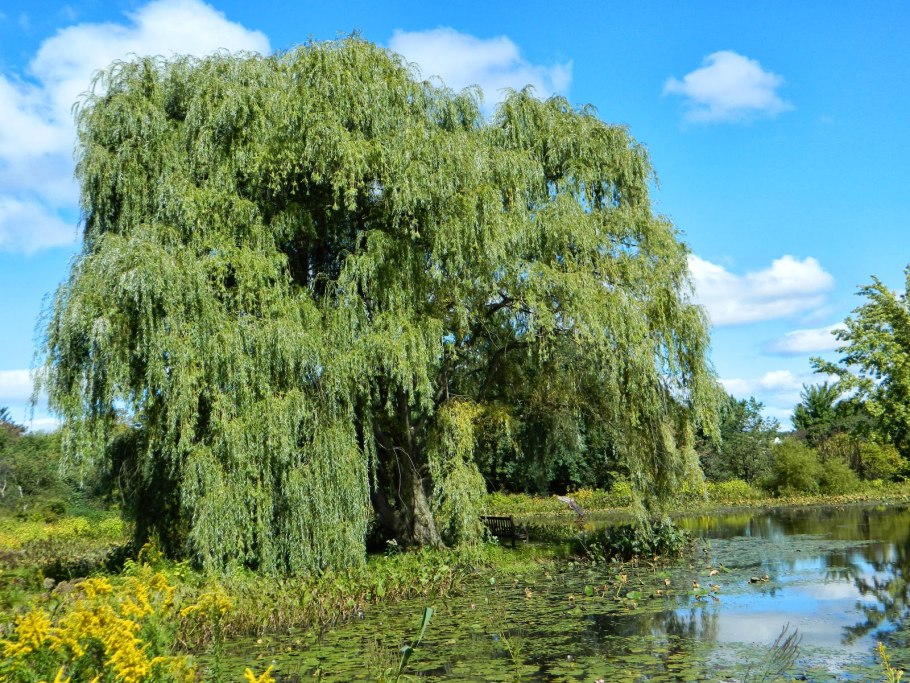 Salix Свердловская плакучая