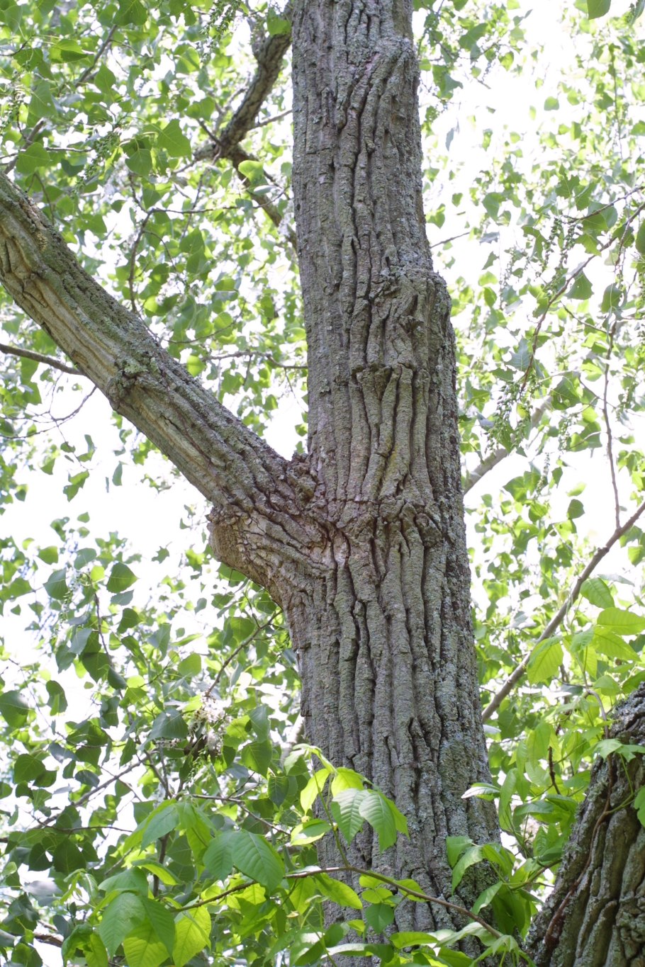 Осина (Populus tremula)