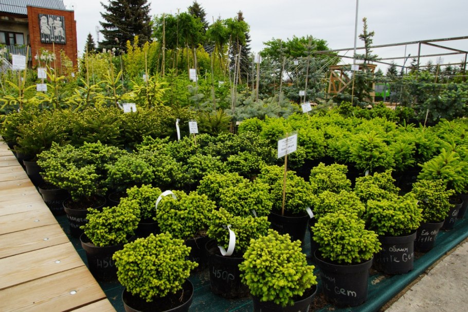 Лаврики питомник растений