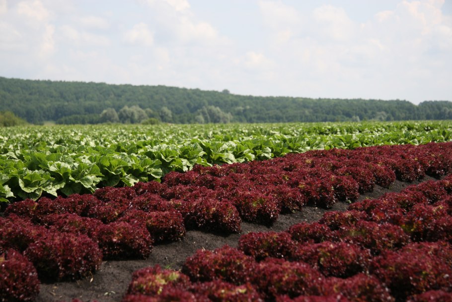Сельское хозяйство Башкортостана