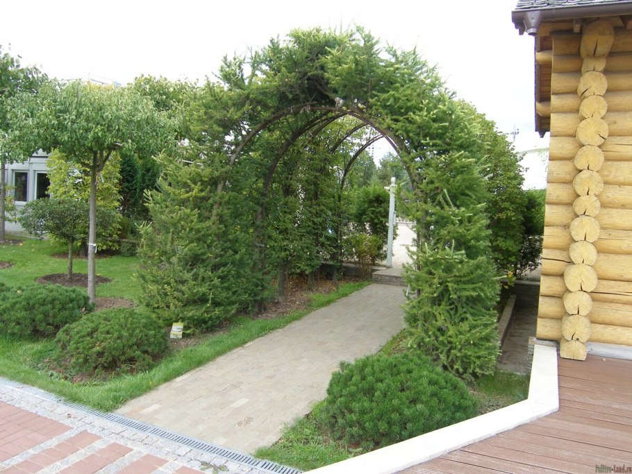 Лиственница Пендула арка