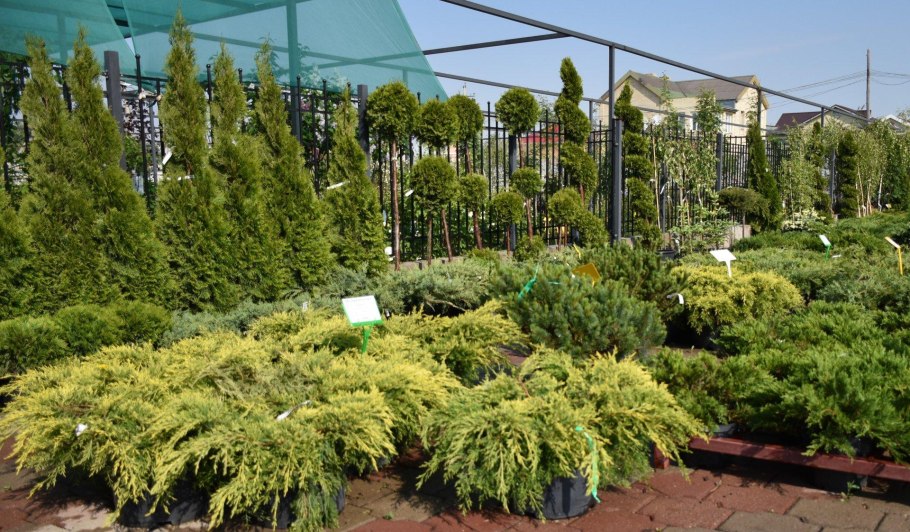 Цивильский питомник декоративных растений