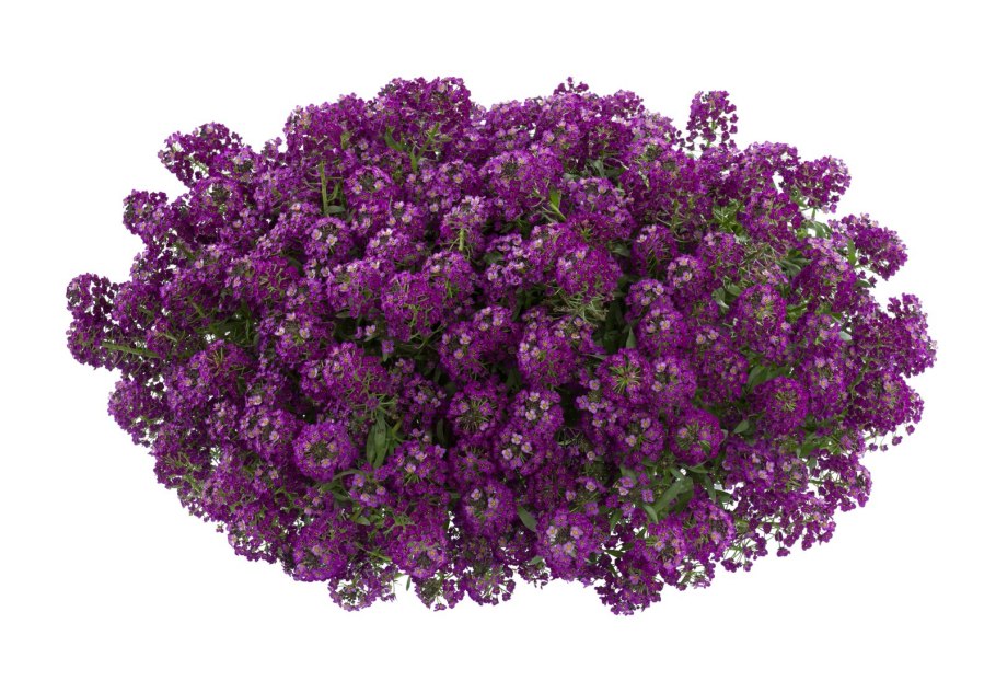 Амарант метельчатый бордовый