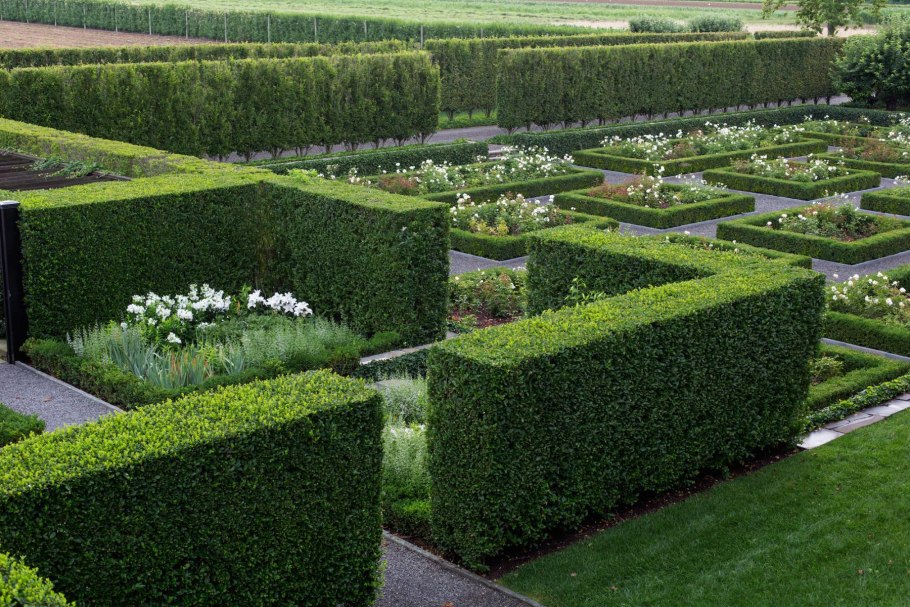 Топиарная стрижка кохии