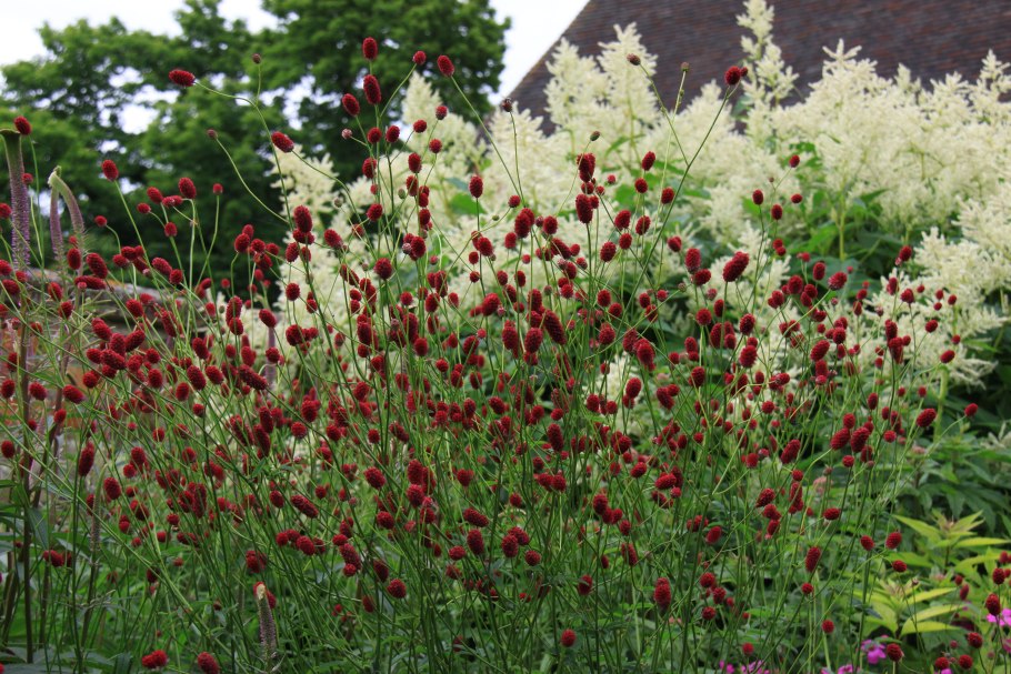 Кровохлебка лекарственная (Sanguisorba officinalis &#96;Tanna&#96;)